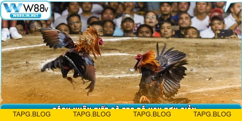 Đá Gà Tre Là Gì? Cách Để Nhận Biết Gà Đá Hay, Lì Đòn