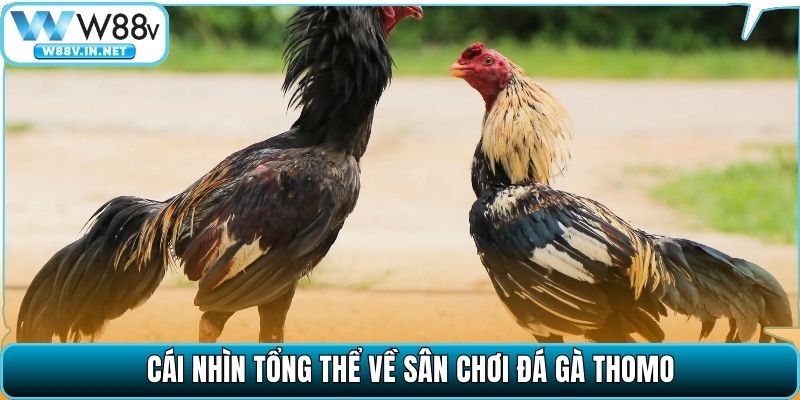 Đá Gà Thomo – Sân Chơi Danh Tiếng, Trải Nghiệm Mãn Nhãn