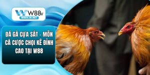 Đá Gà W88 – Đấu Trường Chọi Kê Đỉnh Cao Bậc Nhất Hiện Nay