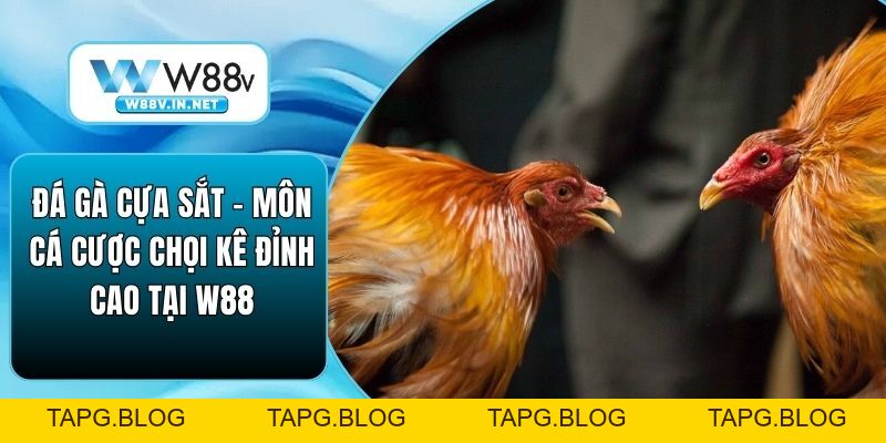Đá Gà Cựa Sắt – Môn Cá Cược Chọi Kê Đỉnh Cao Tại W88
