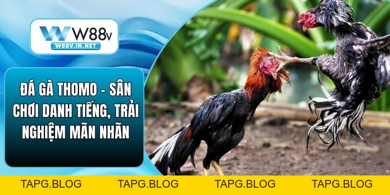 Đá Gà Thomo – Sân Chơi Danh Tiếng, Trải Nghiệm Mãn Nhãn