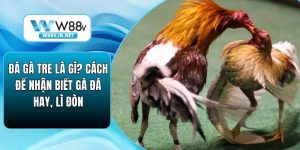 Đá Gà W88 – Đấu Trường Chọi Kê Đỉnh Cao Bậc Nhất Hiện Nay