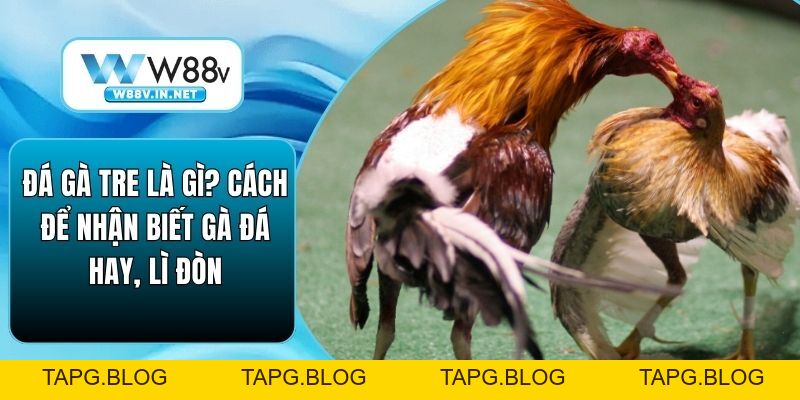 Đá Gà Tre Là Gì? Cách Để Nhận Biết Gà Đá Hay, Lì Đòn